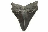 Juvenile Megalodon Tooth - South Carolina #340608-1